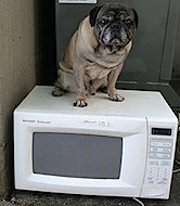 microwave_oven.jpg